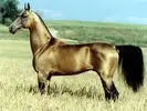 akhal-teke_212664.webp