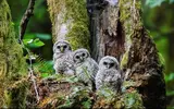 barred-owl-640-x-400.webp