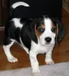 beagle_34150.webp