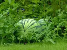 Watermelon-garden.webp