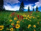 nature-wallpapers-141131.webp