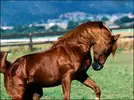 horses_%20(13).webp