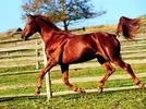 horses_6.webp