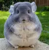 perfectly-round-chinchilla-camerons-chinchillas-15-58ad5374a8afb__700.webp