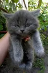 angry-kittens-19-591afc4d0684b__700.webp