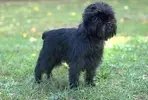 Affenpinscher