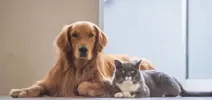 Kedi ve köpeklerin başlılıkları