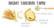 Buğday tanesinin yapısı