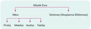 Mitotik evre şeması