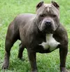 Amerikan Pit Bull Terrier