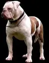 Amerikan Bulldog