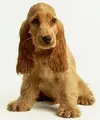 American Cocker Spaniel