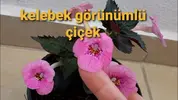 kelebek-cicegi.webp