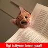 kedi-sozleri2.webp