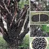 Jabuticaba-agaci.webp