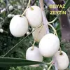 beyaz-zeytin.webp