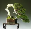 bonsai17.webp