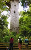 Tane-Mahuta.webp