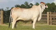 brahman-sigiri.webp