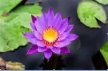 lotus.webp