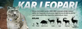 kar-leopari.webp