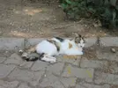 kedi-ziyareti-8.webp