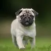 pug.webp