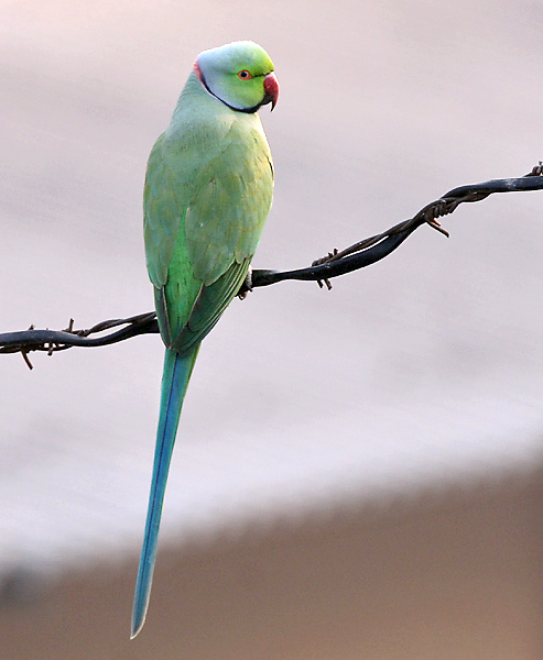 Rose-ringed_Parakeet_(Male)_I_IMG_9141.jpg