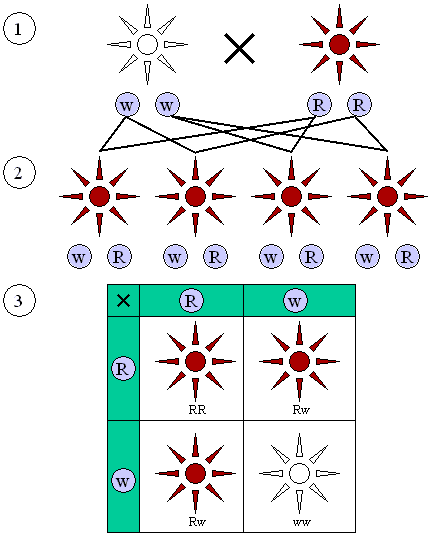 Mendelian_inheritance_3_1.png