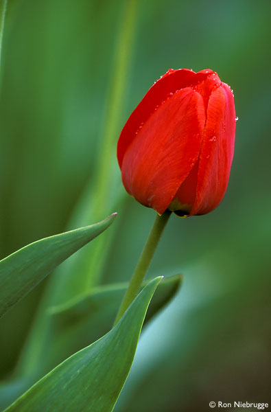 red-tulip.jpg