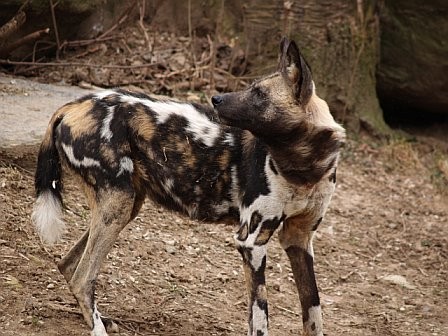 Afrika Yaban Köpeği