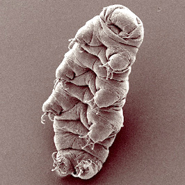 Waterbear.jpg