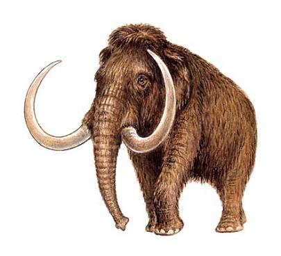 Mamut