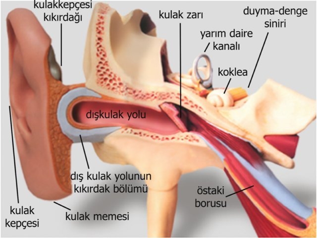 Kulak_anatomisi.JPG