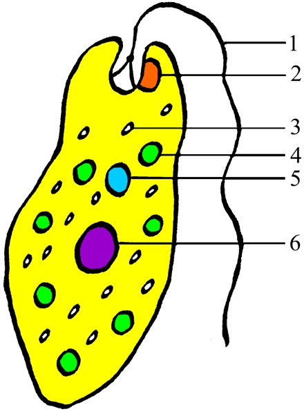 Augentierchen_440x600.jpg