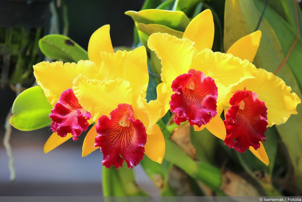 cattleya-beitragsbild-fl-51188230.jpg