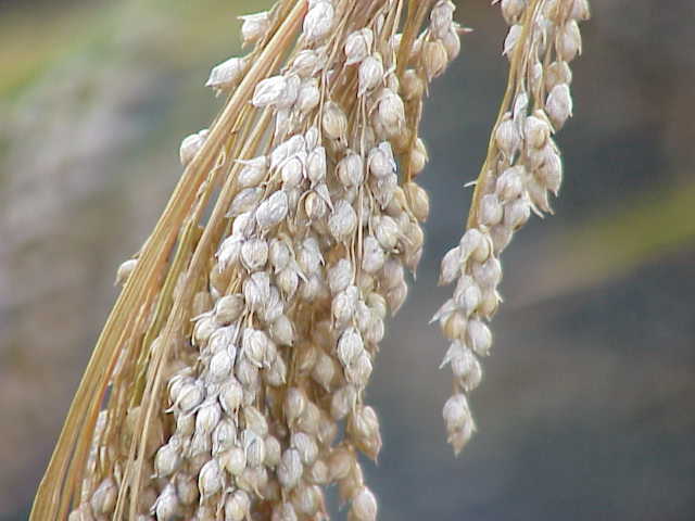 Panicum_miliaceum0.jpg