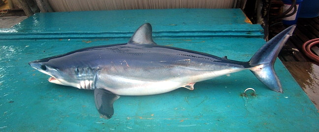 Shortfin_mako_piro2.jpg