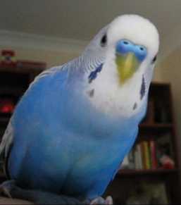 budgie.jpg