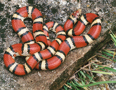 Red_milk_snake.JPG