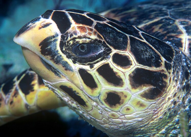 Hawksbill_turtle_doeppne-081.jpg