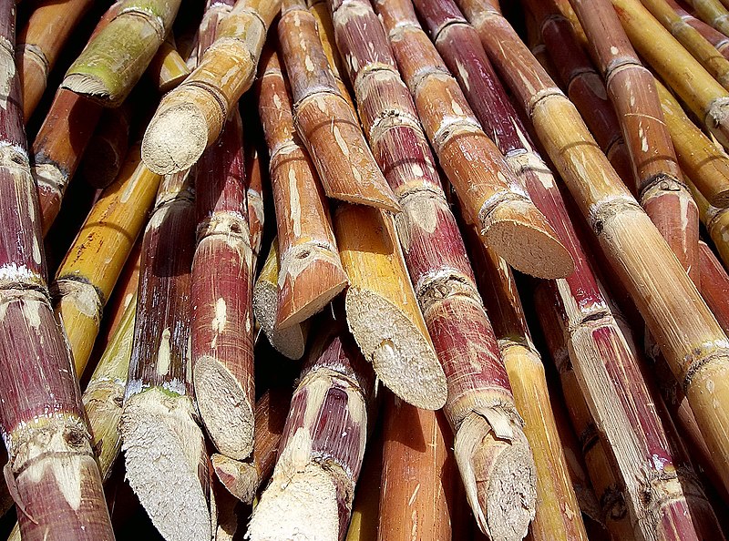 800px-Cut_sugarcane.jpg