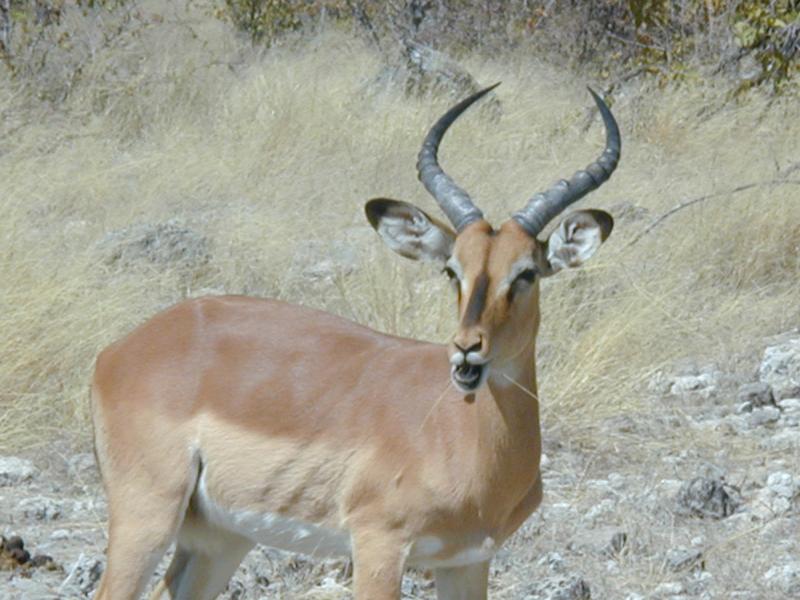 Black-faced_impala.jpg