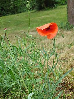 260px-Klatschmohn.jpg