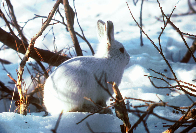 800px-Arctic_Hare.jpg